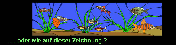 Fischfensterentwurf